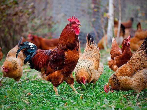 Породы куриц | ЗооТом - продажа, вязка и услуги для животных в Тогучине