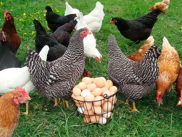 Содержание кур и уход за ними | ЗооТом - продажа, вязка и услуги для животных в Тогучине