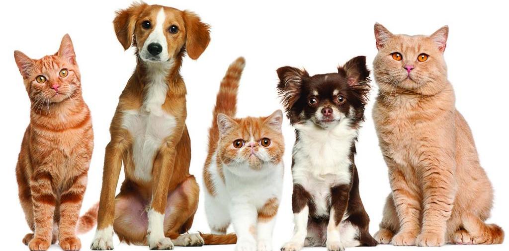 Доска объявлений о животных | ЗооТом - продажа, вязка и услуги для животных в Тогучине