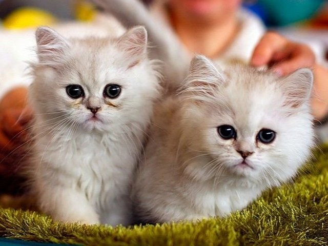 Породы кошек в Тогучине | ЗооТом портал о животных