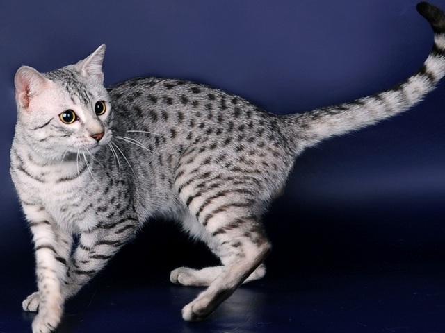 Породы кошек в Тогучине | ЗооТом портал о животных