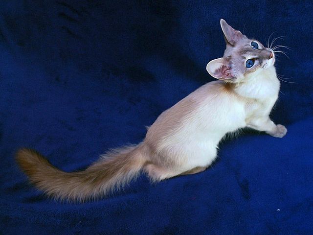 Выведенные породы кошек в Тогучине | ЗооТом портал о животных