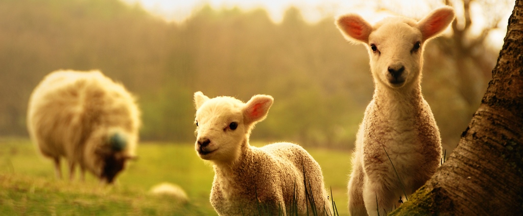 Объявления о сельскохозяйственных животных | ЗооТом - продажа, вязка и услуги для животных в Тогучине